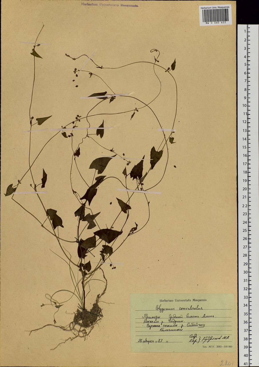 Fallopia convolvulus (L.) Á. Löve, Siberia, Russian Far East (S6) (Russia)