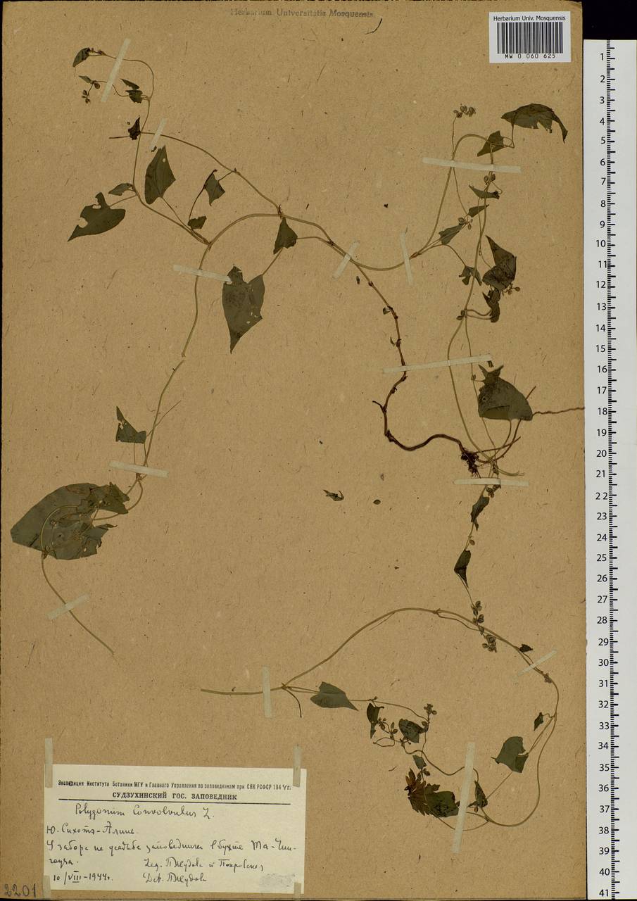 Fallopia convolvulus (L.) Á. Löve, Siberia, Russian Far East (S6) (Russia)