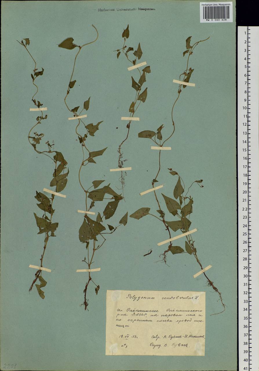 Fallopia convolvulus (L.) Á. Löve, Siberia, Yakutia (S5) (Russia)