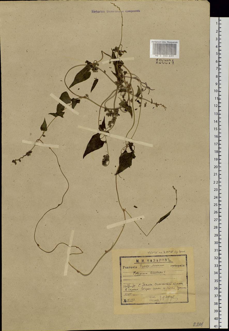 Fallopia convolvulus (L.) Á. Löve, Siberia, Baikal & Transbaikal region (S4) (Russia)