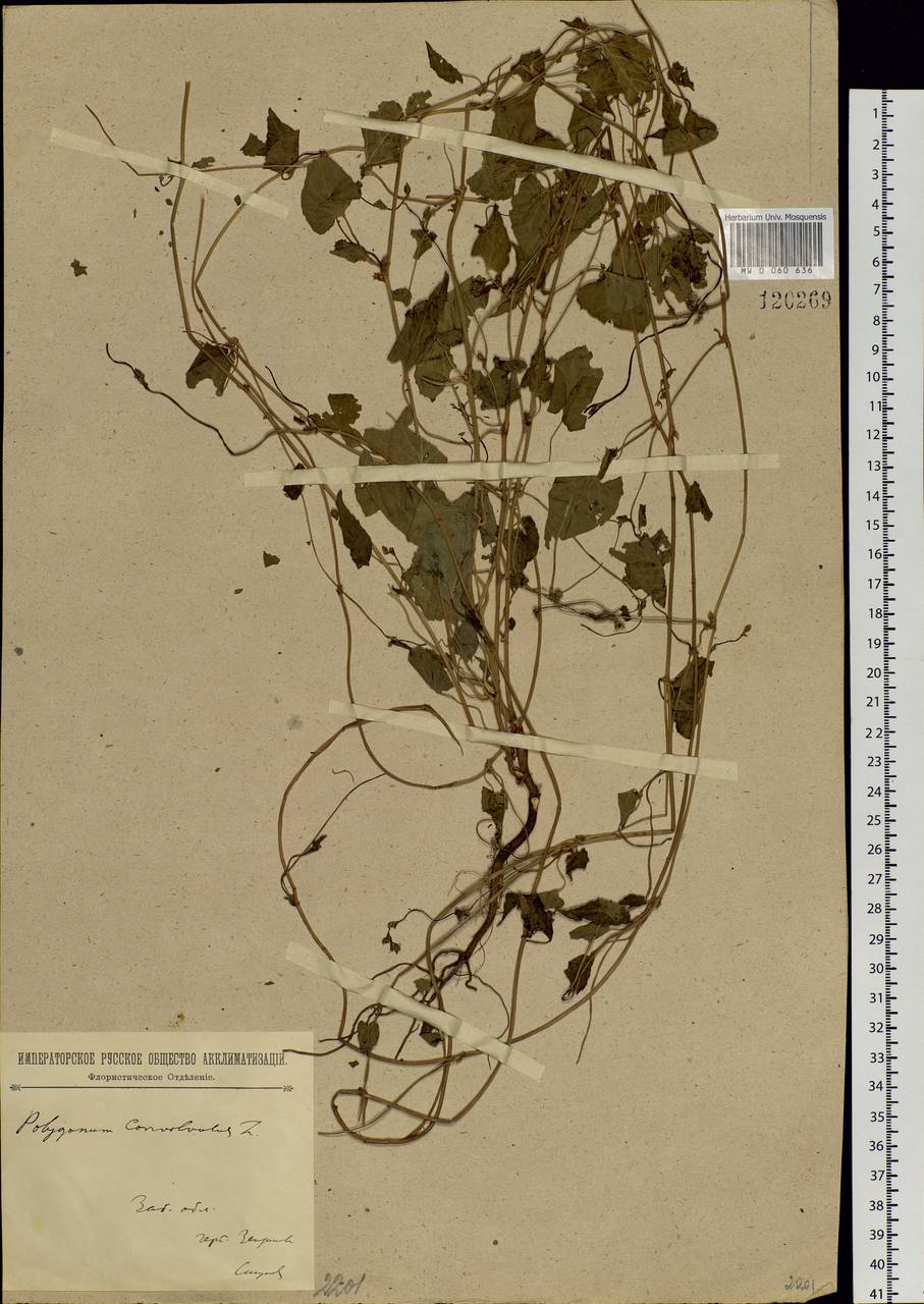 Fallopia convolvulus (L.) Á. Löve, Siberia, Baikal & Transbaikal region (S4) (Russia)