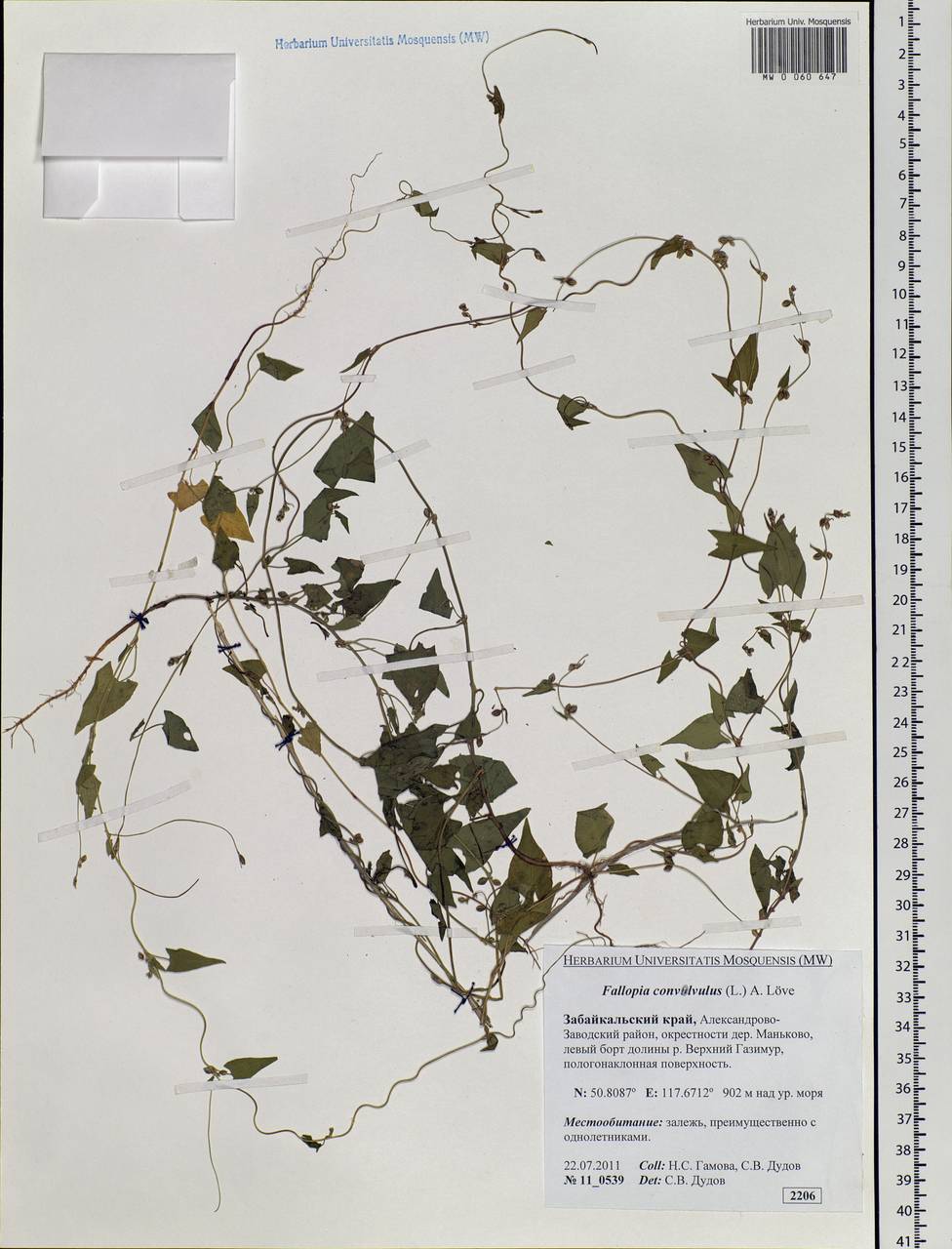Fallopia convolvulus (L.) Á. Löve, Siberia, Baikal & Transbaikal region (S4) (Russia)