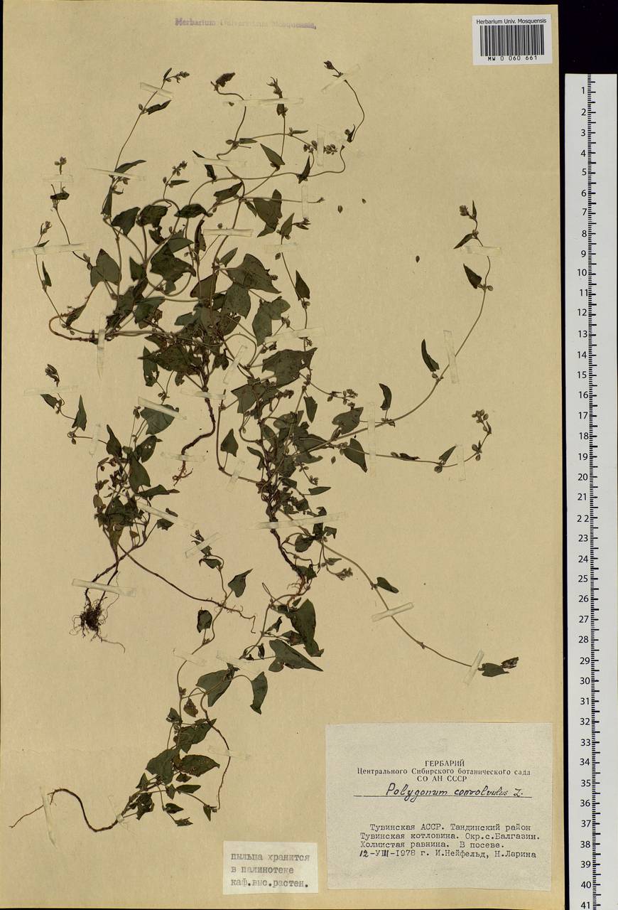 Fallopia convolvulus (L.) Á. Löve, Siberia, Altai & Sayany Mountains (S2) (Russia)