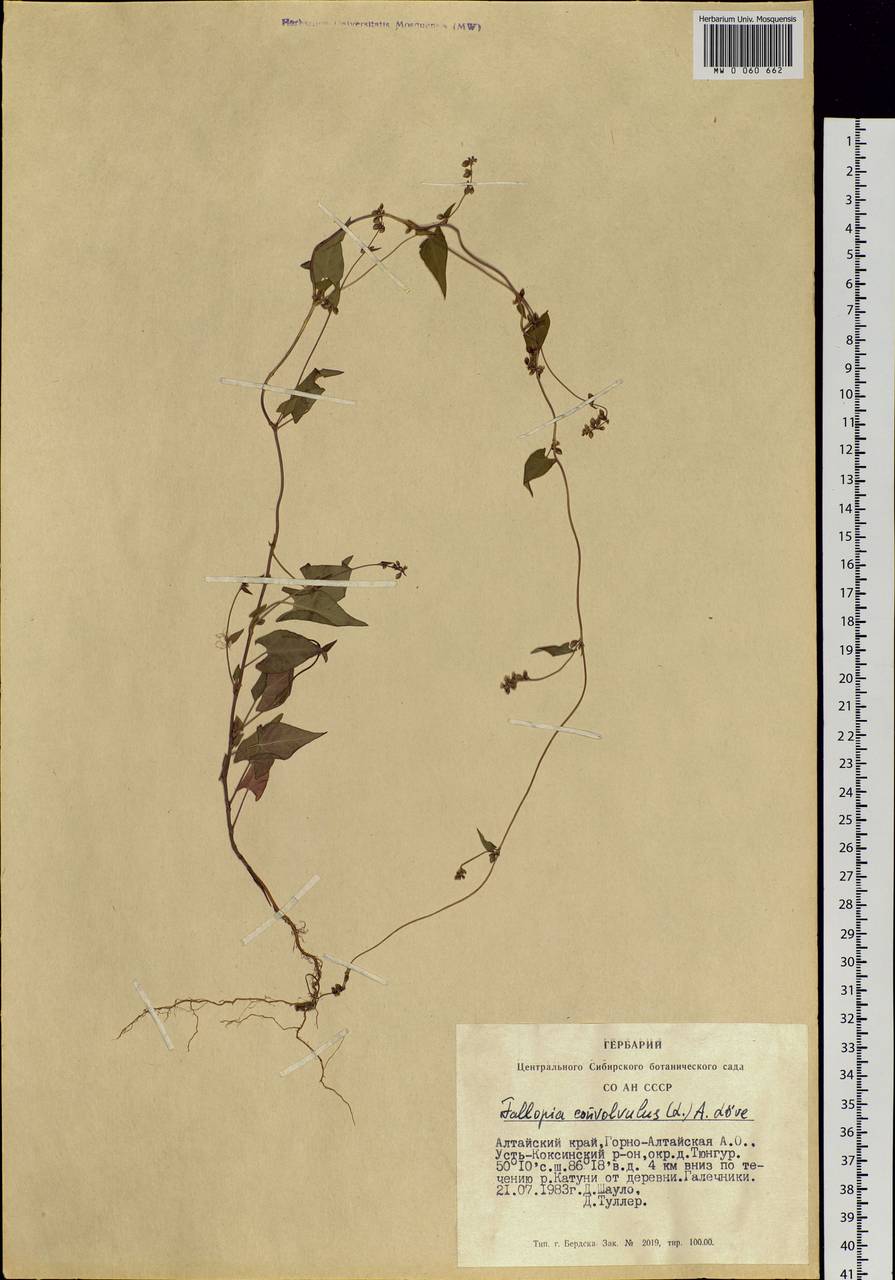 Fallopia convolvulus (L.) Á. Löve, Siberia, Altai & Sayany Mountains (S2) (Russia)