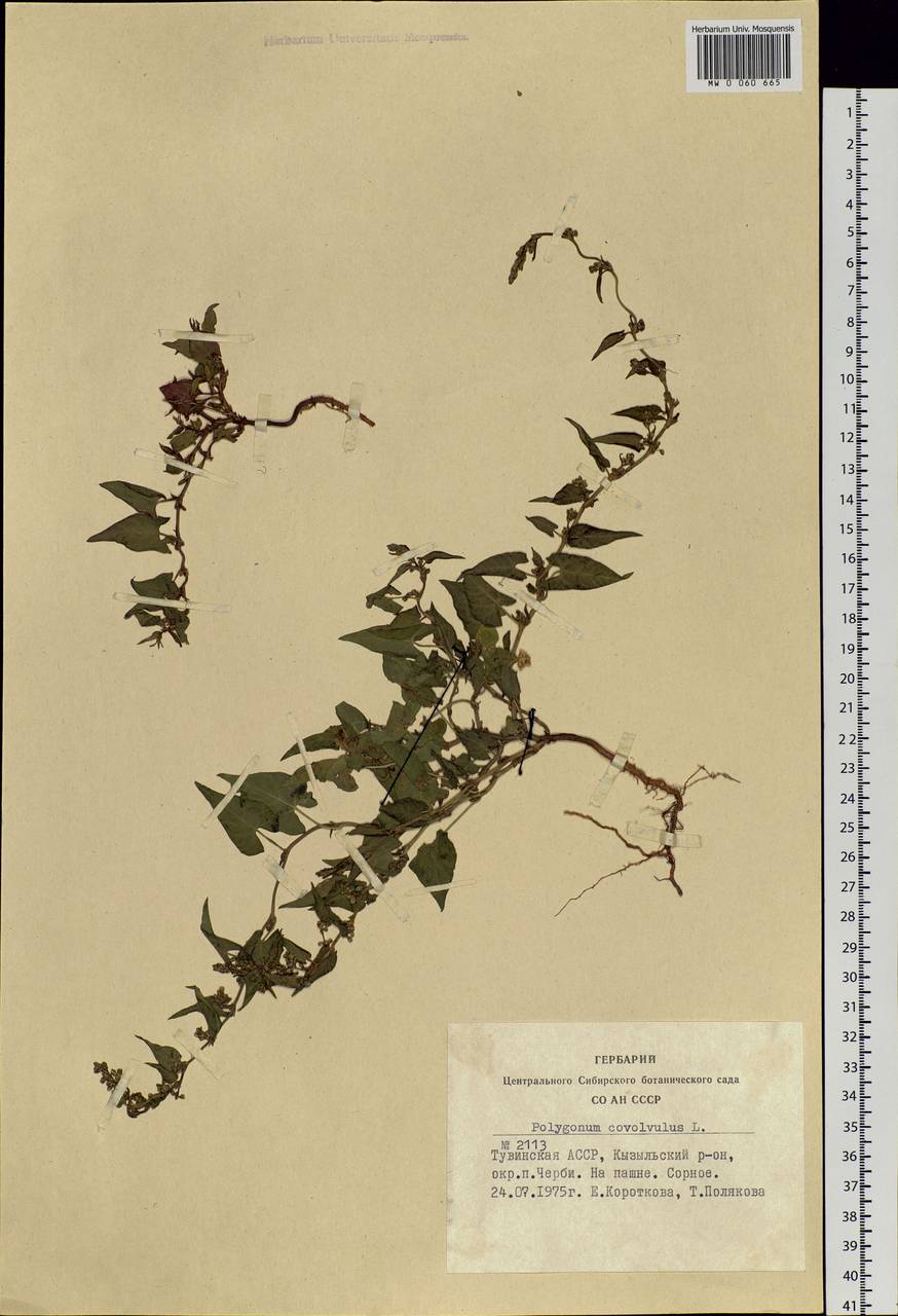 Fallopia convolvulus (L.) Á. Löve, Siberia, Altai & Sayany Mountains (S2) (Russia)
