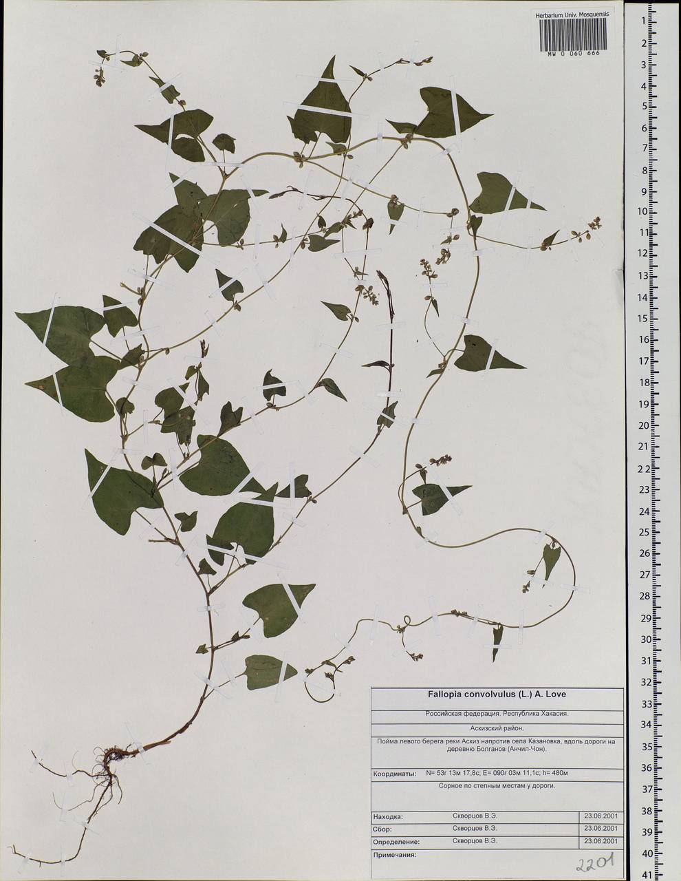 Fallopia convolvulus (L.) Á. Löve, Siberia, Altai & Sayany Mountains (S2) (Russia)