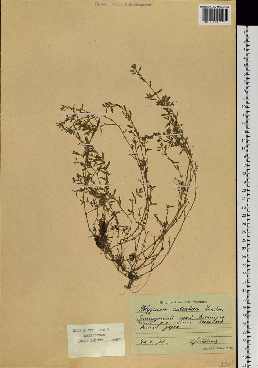Polygonum arenastrum subsp. calcatum (Lindm.) Wisskirchen, Siberia, Russian Far East (S6) (Russia)