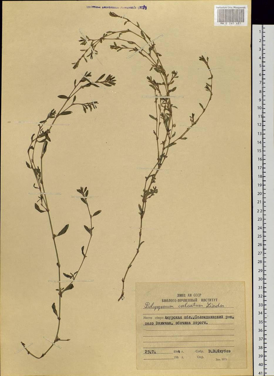Polygonum arenastrum subsp. calcatum (Lindm.) Wisskirchen, Siberia, Russian Far East (S6) (Russia)
