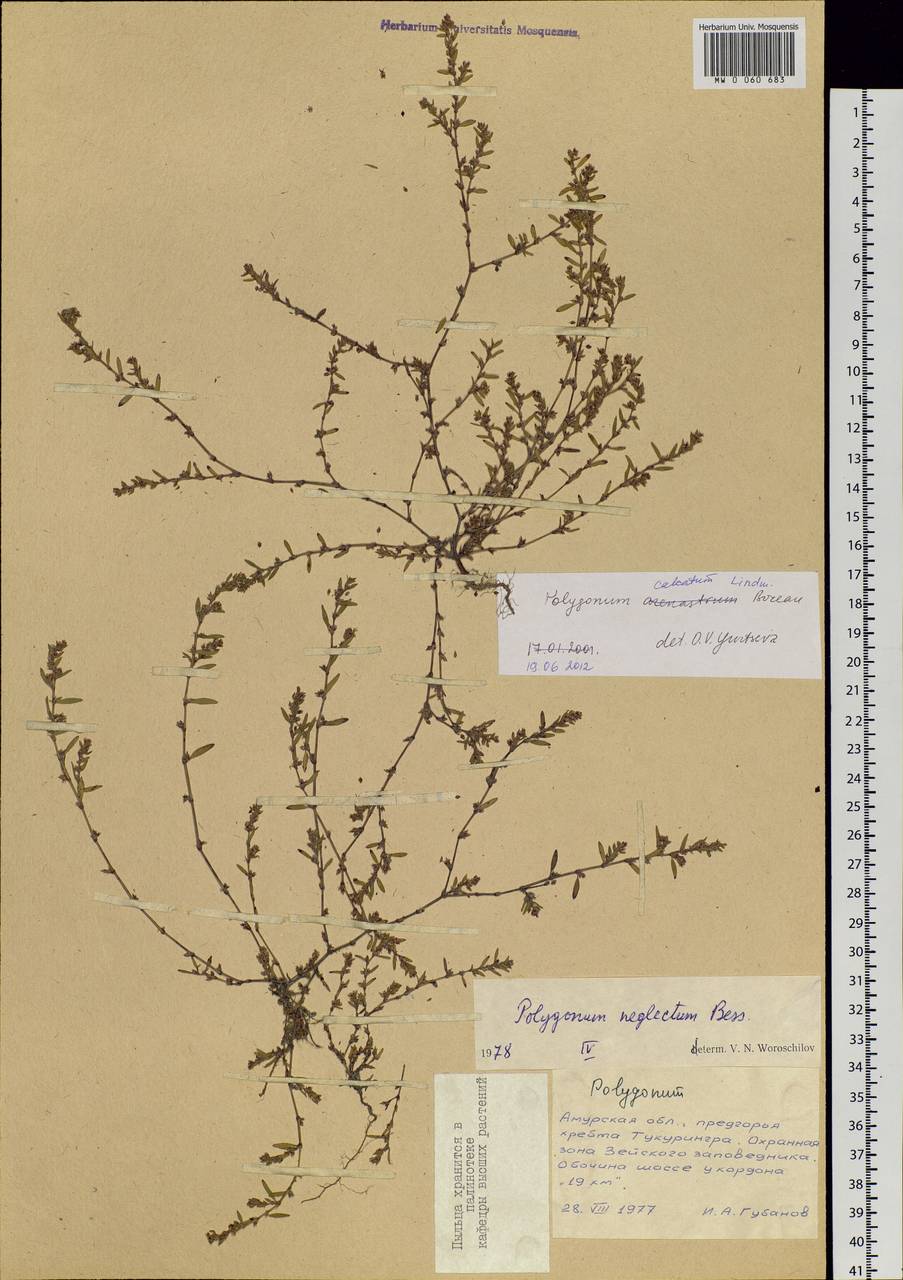 Polygonum arenastrum subsp. calcatum (Lindm.) Wisskirchen, Siberia, Russian Far East (S6) (Russia)
