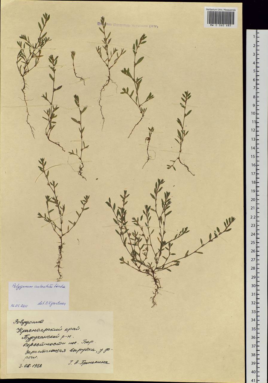 Polygonum arenastrum subsp. calcatum (Lindm.) Wisskirchen, Siberia, Central Siberia (S3) (Russia)
