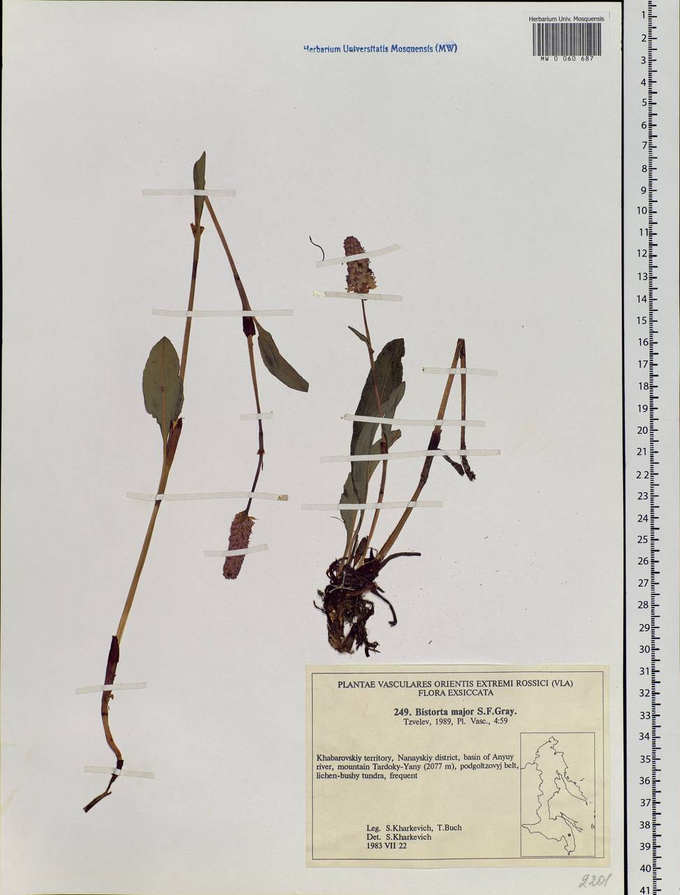 Bistorta officinalis subsp. officinalis, Siberia, Russian Far East (S6) (Russia)