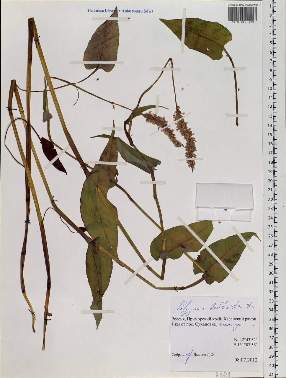 Bistorta officinalis subsp. officinalis, Siberia, Russian Far East (S6) (Russia)