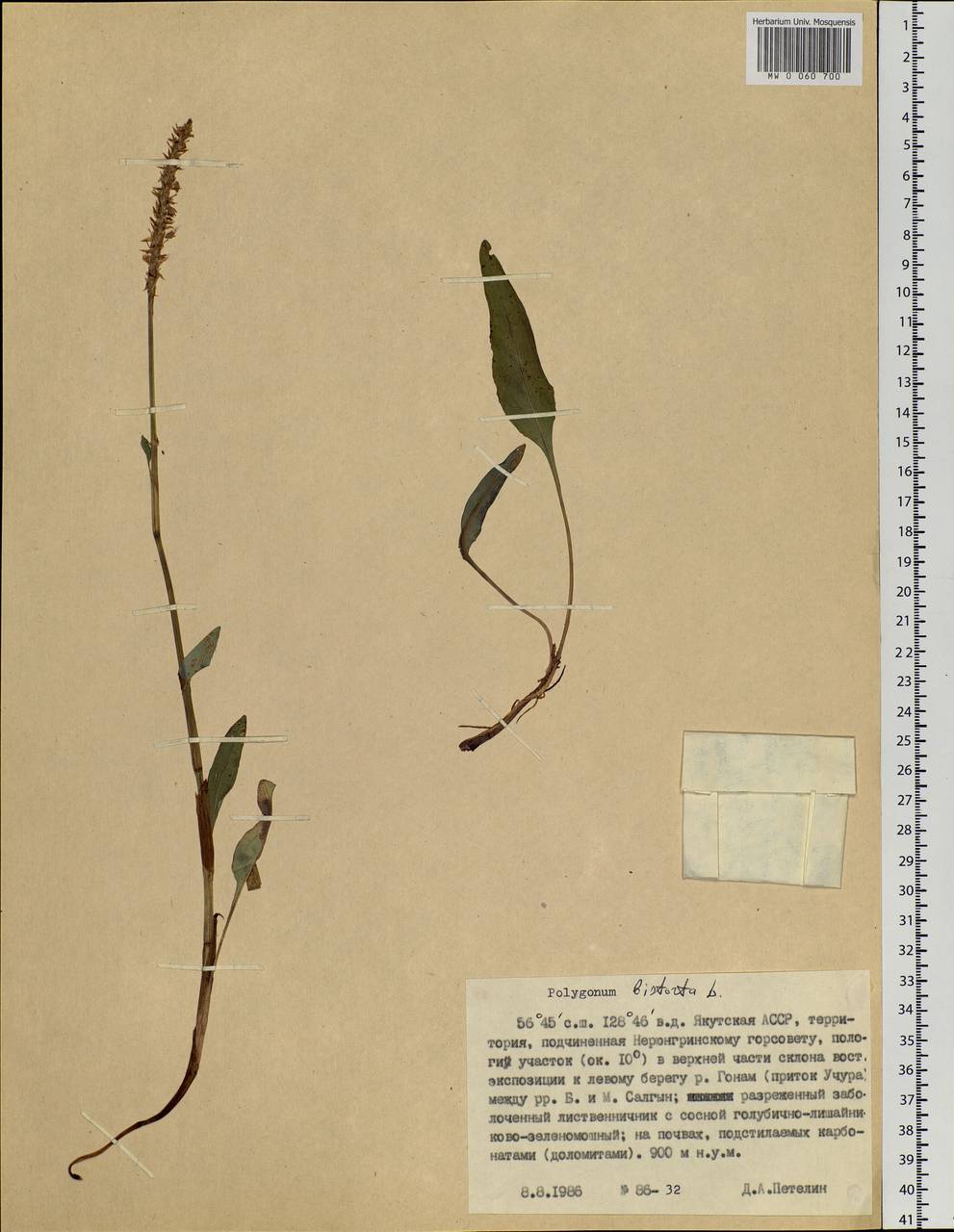 Bistorta officinalis subsp. officinalis, Siberia, Yakutia (S5) (Russia)