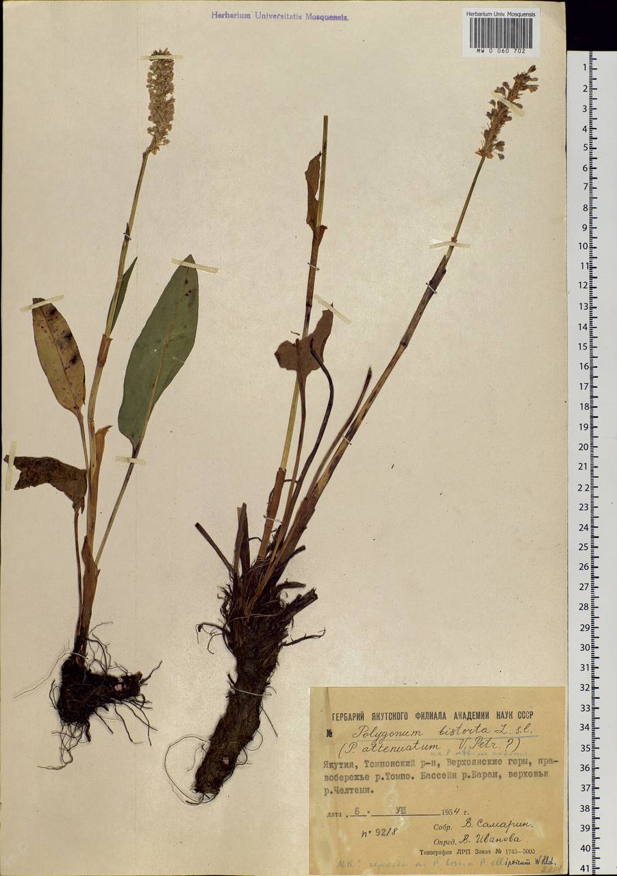 Bistorta officinalis subsp. officinalis, Siberia, Yakutia (S5) (Russia)