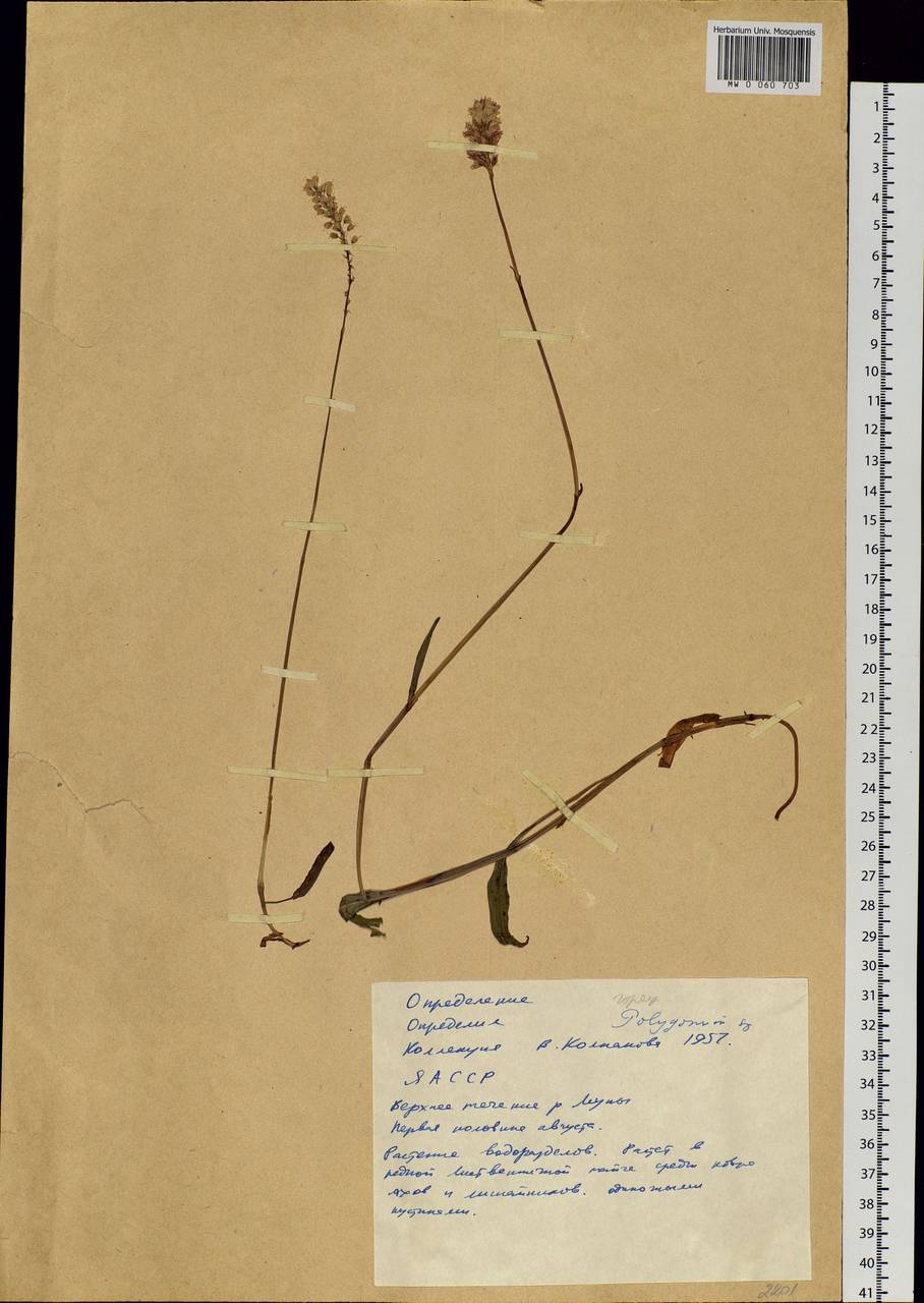 Bistorta officinalis subsp. officinalis, Siberia, Yakutia (S5) (Russia)