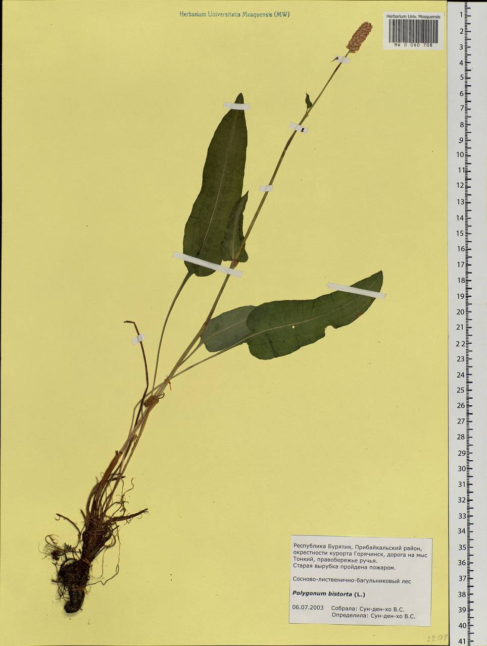 Bistorta officinalis subsp. officinalis, Siberia, Baikal & Transbaikal region (S4) (Russia)