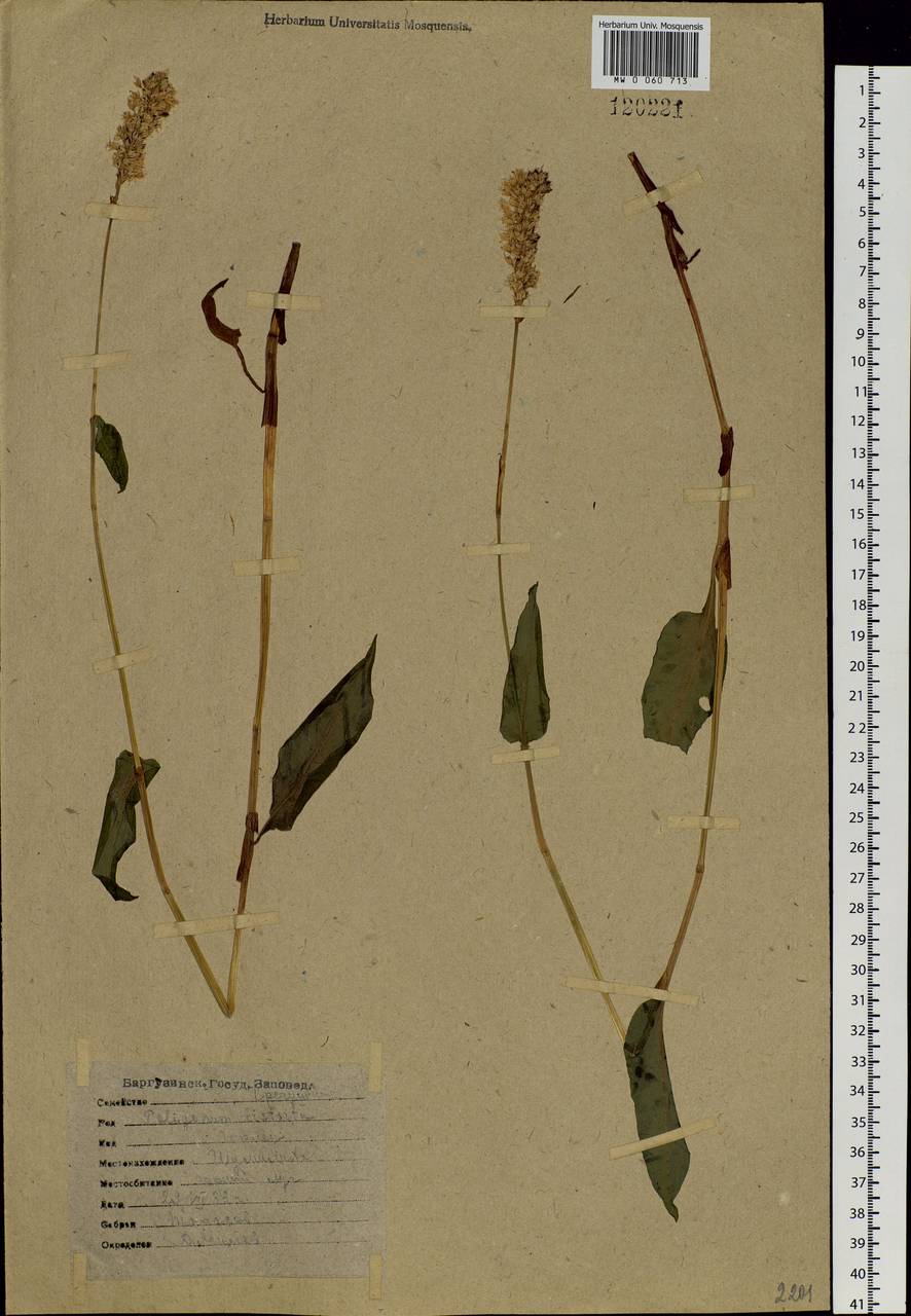 Bistorta officinalis subsp. officinalis, Siberia, Baikal & Transbaikal region (S4) (Russia)