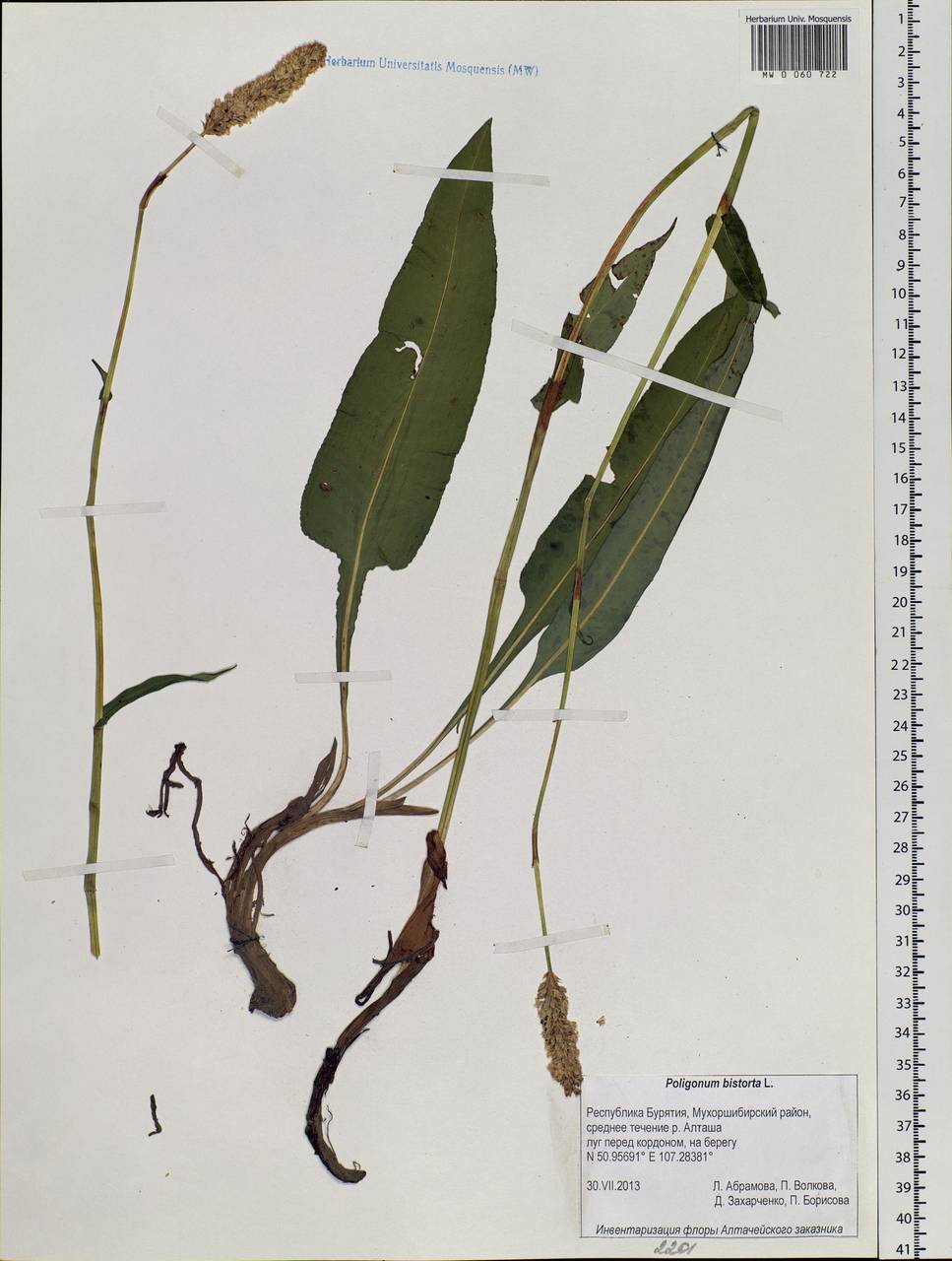 Bistorta officinalis subsp. officinalis, Siberia, Baikal & Transbaikal region (S4) (Russia)