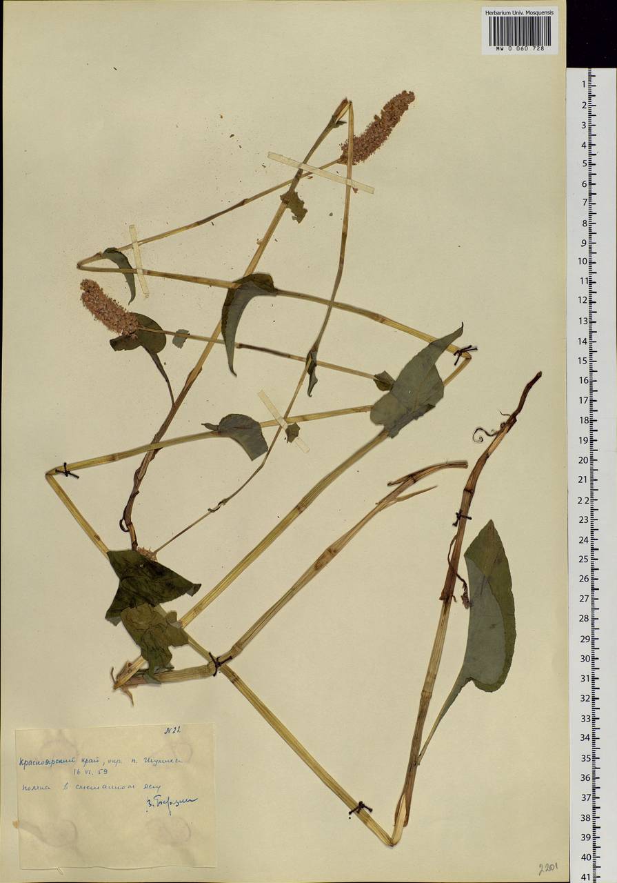 Bistorta officinalis subsp. officinalis, Siberia, Central Siberia (S3) (Russia)