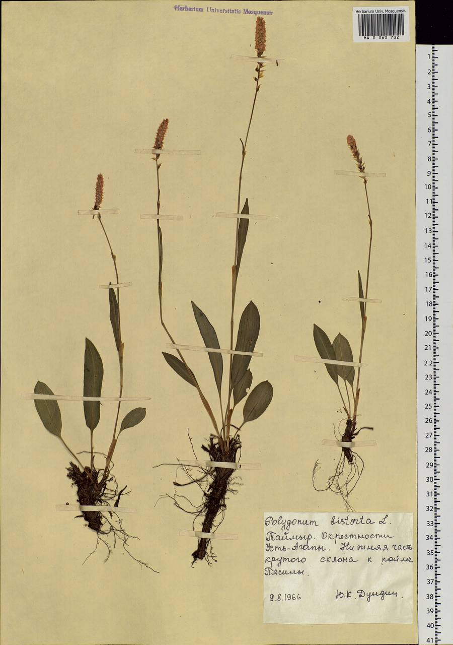 Bistorta officinalis subsp. officinalis, Siberia, Central Siberia (S3) (Russia)