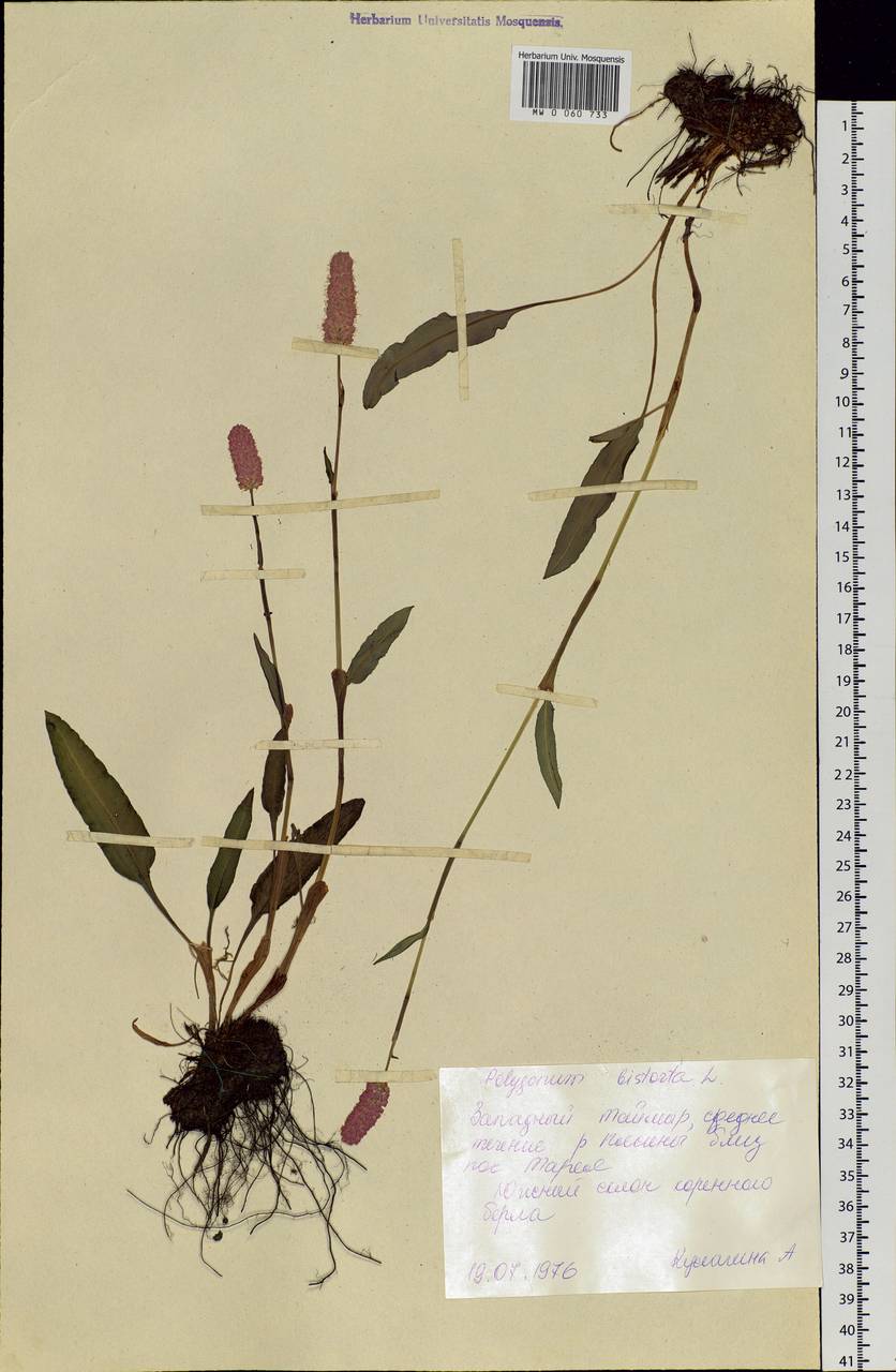 Bistorta officinalis subsp. officinalis, Siberia, Central Siberia (S3) (Russia)