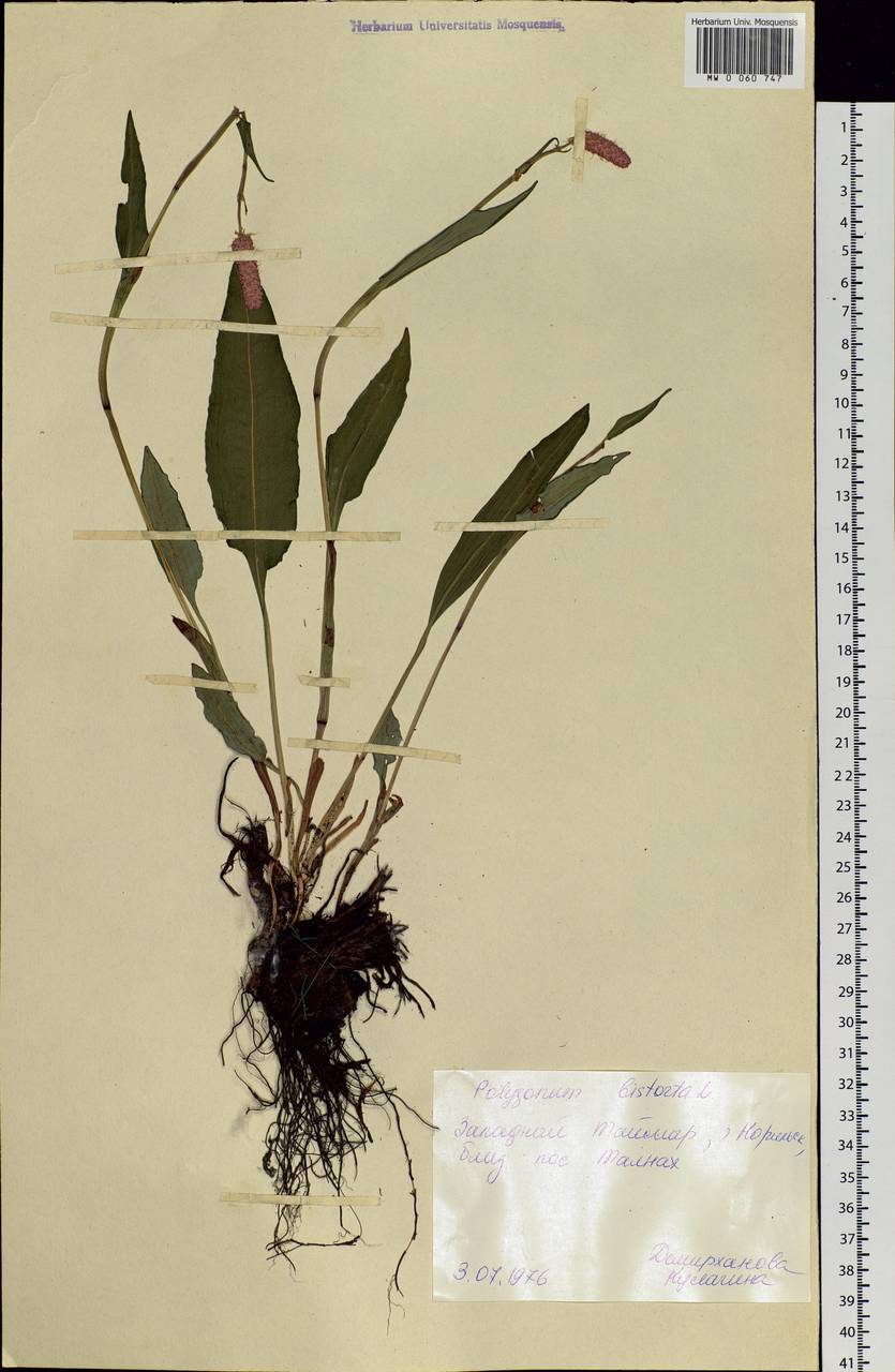 Bistorta officinalis subsp. officinalis, Siberia, Central Siberia (S3) (Russia)