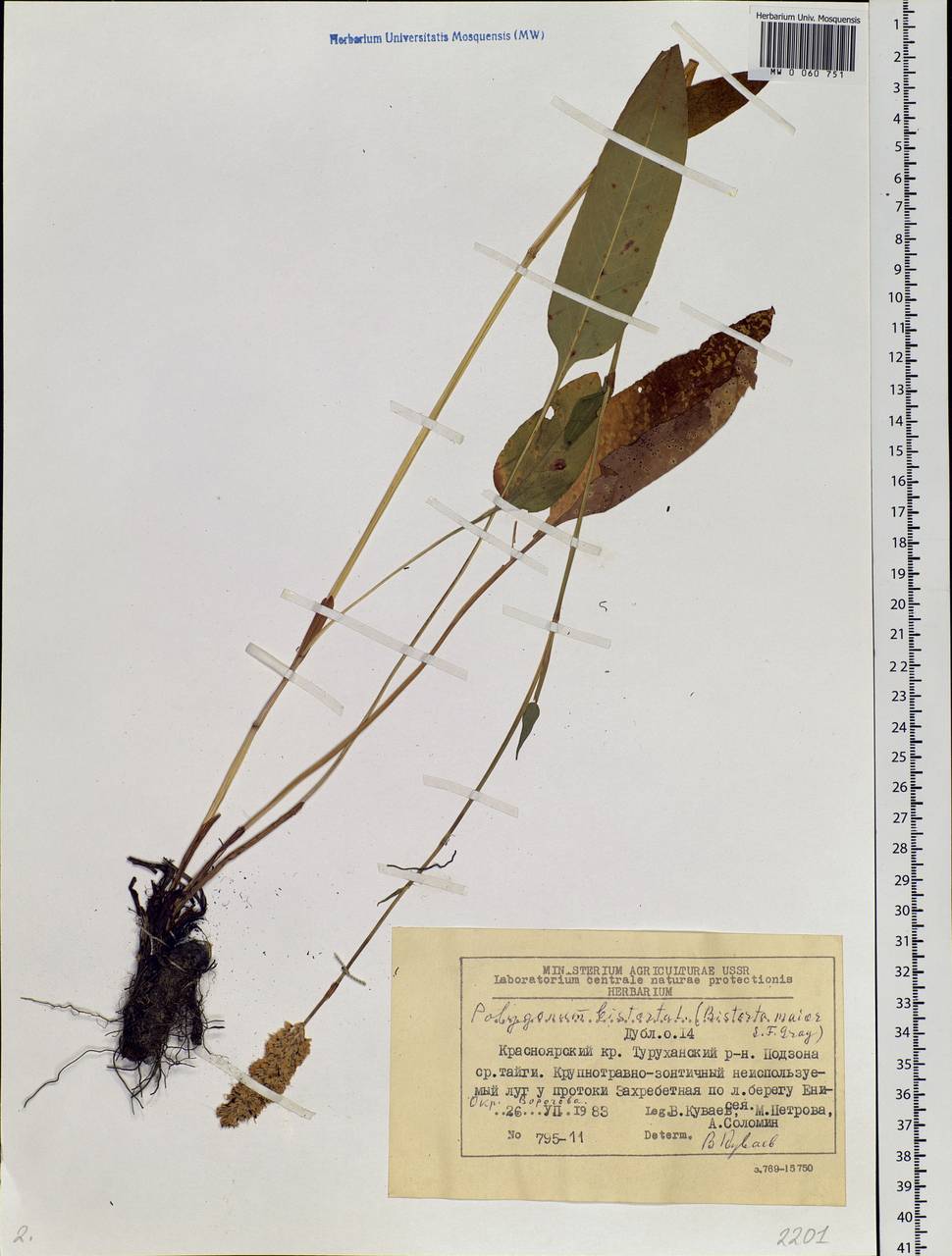 Bistorta officinalis subsp. officinalis, Siberia, Central Siberia (S3) (Russia)