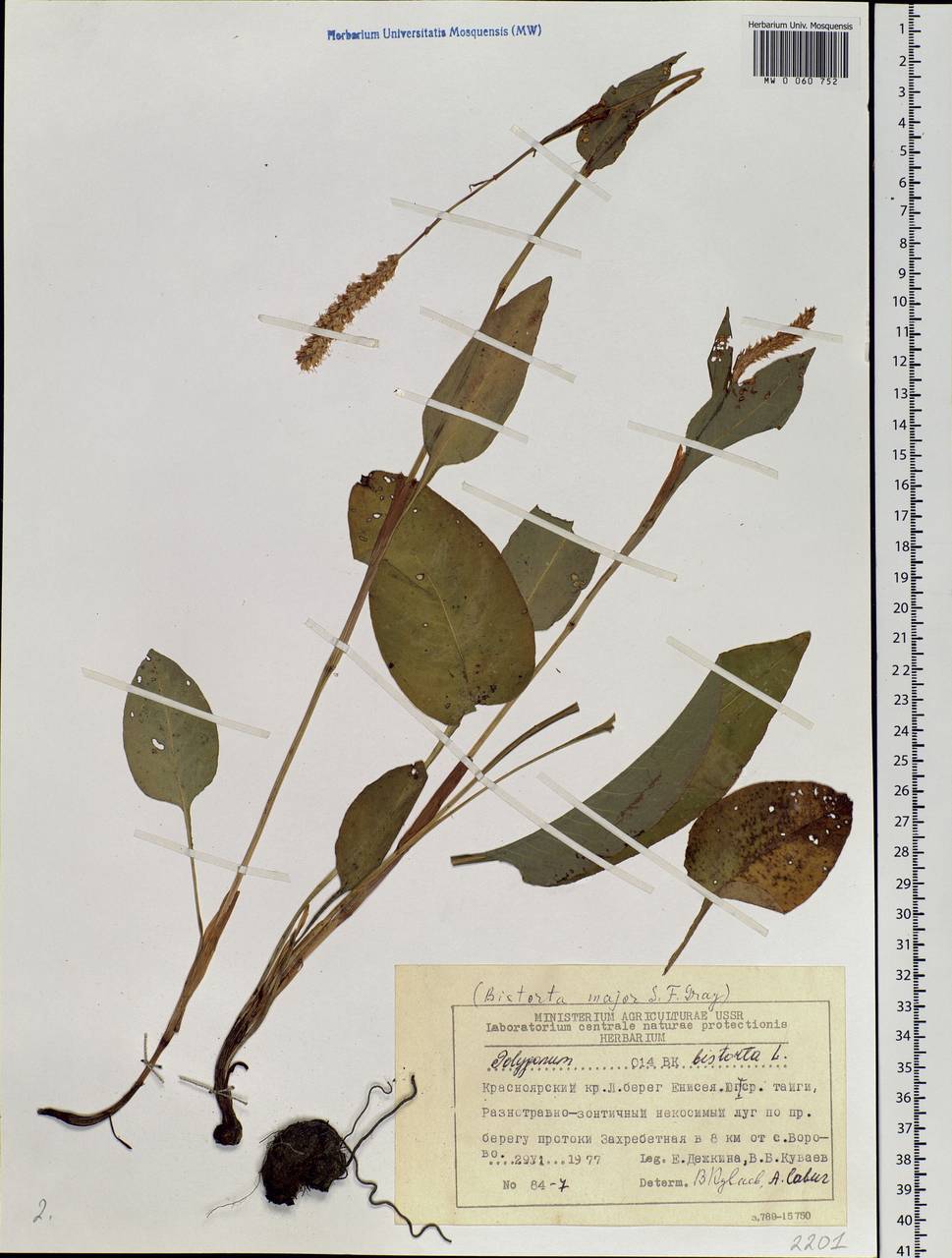 Bistorta officinalis subsp. officinalis, Siberia, Central Siberia (S3) (Russia)