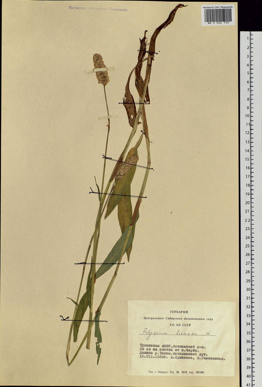 Bistorta officinalis subsp. officinalis, Siberia, Altai & Sayany Mountains (S2) (Russia)