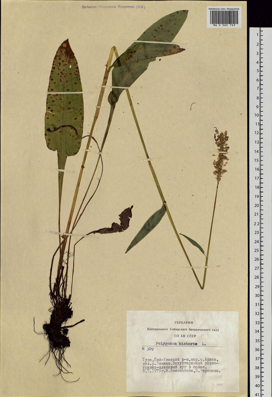 Bistorta officinalis subsp. officinalis, Siberia, Altai & Sayany Mountains (S2) (Russia)
