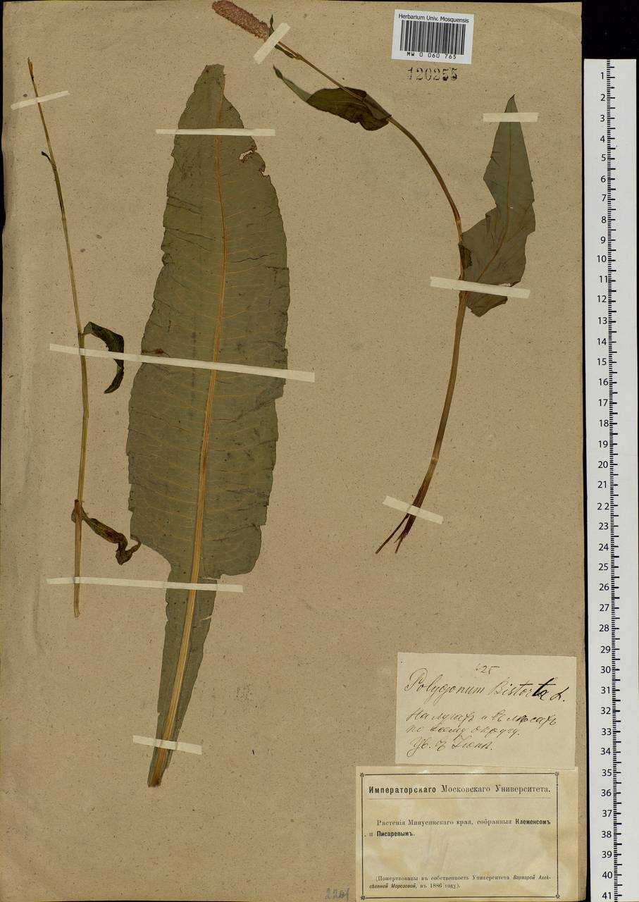 Bistorta officinalis subsp. officinalis, Siberia, Altai & Sayany Mountains (S2) (Russia)