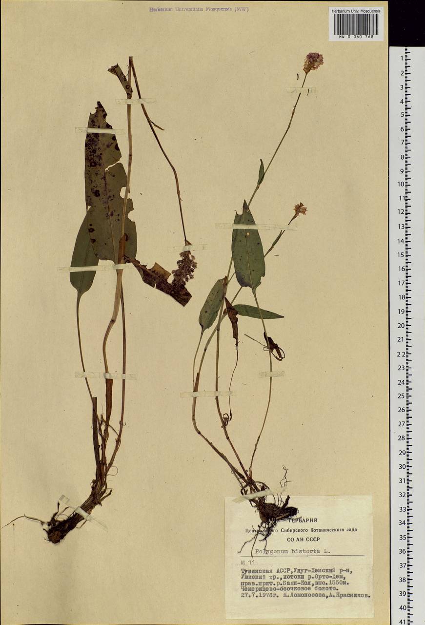 Bistorta officinalis subsp. officinalis, Siberia, Altai & Sayany Mountains (S2) (Russia)