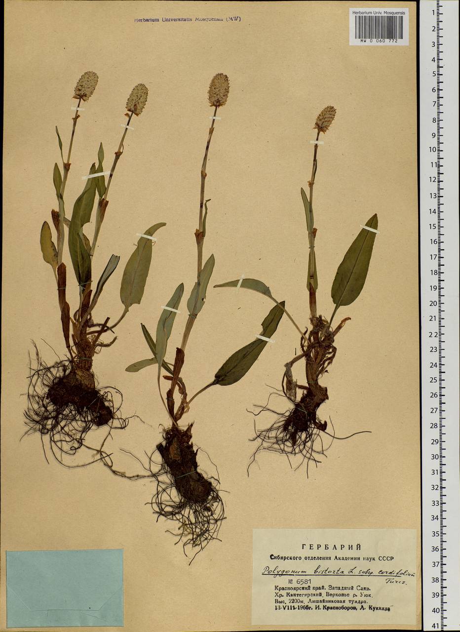 Bistorta officinalis subsp. officinalis, Siberia, Altai & Sayany Mountains (S2) (Russia)
