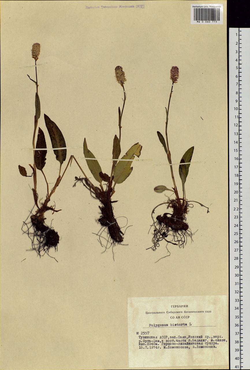 Bistorta officinalis subsp. officinalis, Siberia, Altai & Sayany Mountains (S2) (Russia)