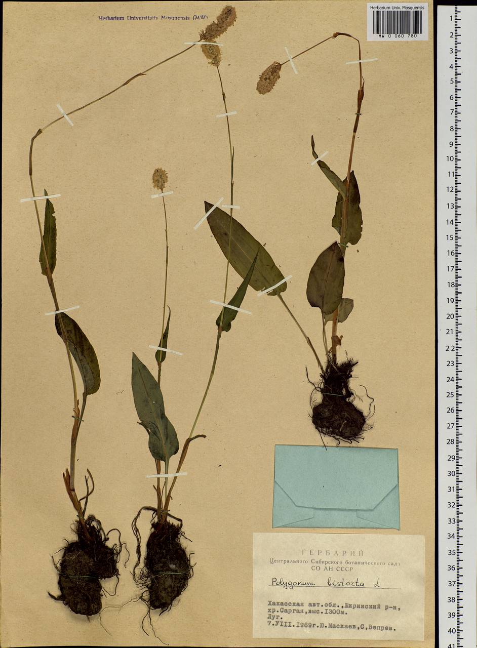 Bistorta officinalis subsp. officinalis, Siberia, Altai & Sayany Mountains (S2) (Russia)