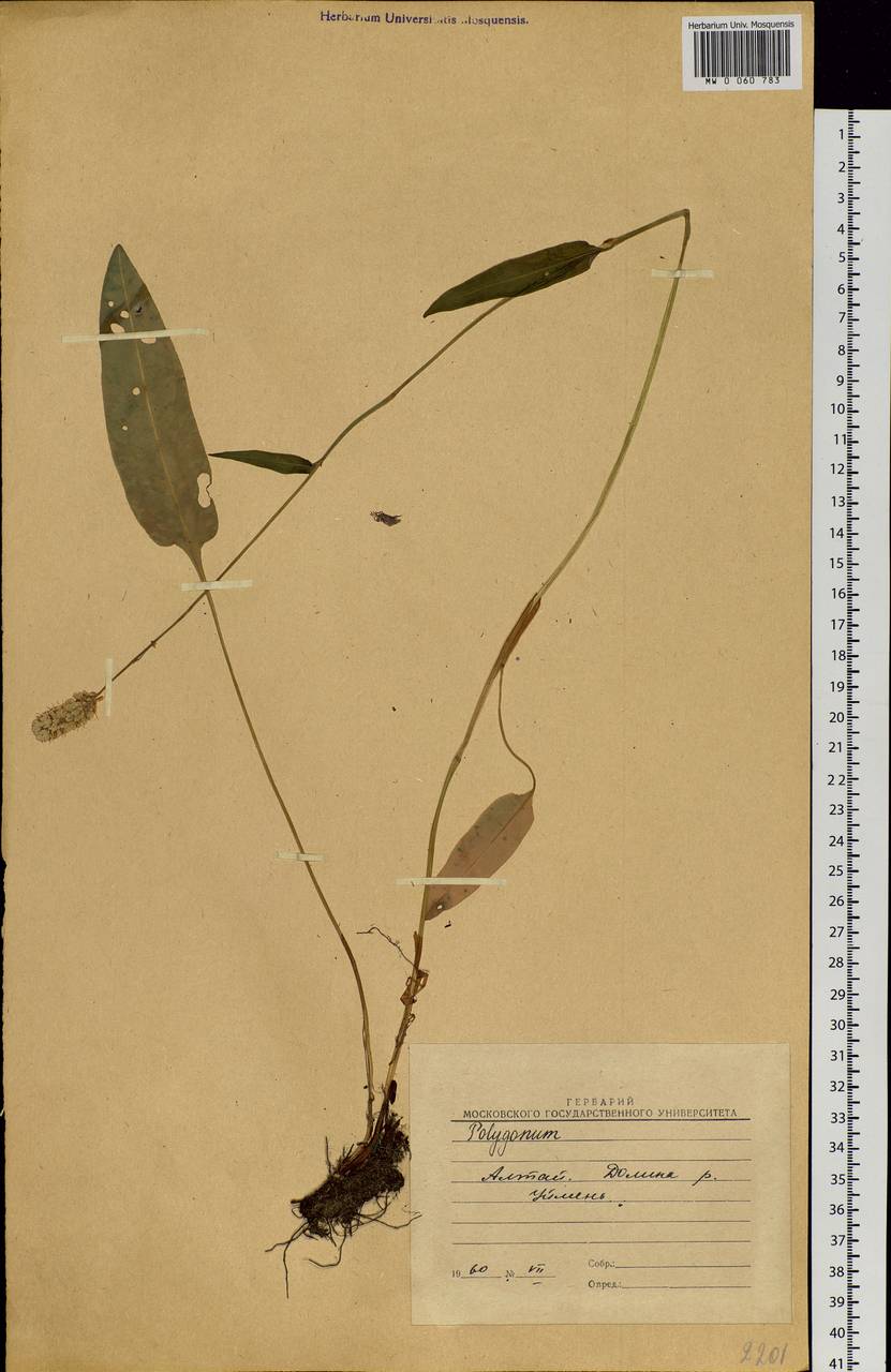 Bistorta officinalis subsp. officinalis, Siberia, Altai & Sayany Mountains (S2) (Russia)