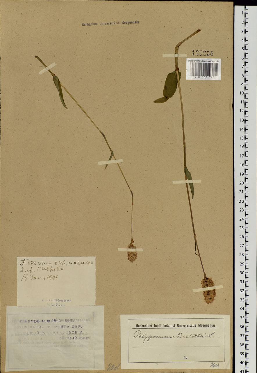 Bistorta officinalis subsp. officinalis, Siberia, Western (Kazakhstan) Altai Mountains (S2a) (Kazakhstan)