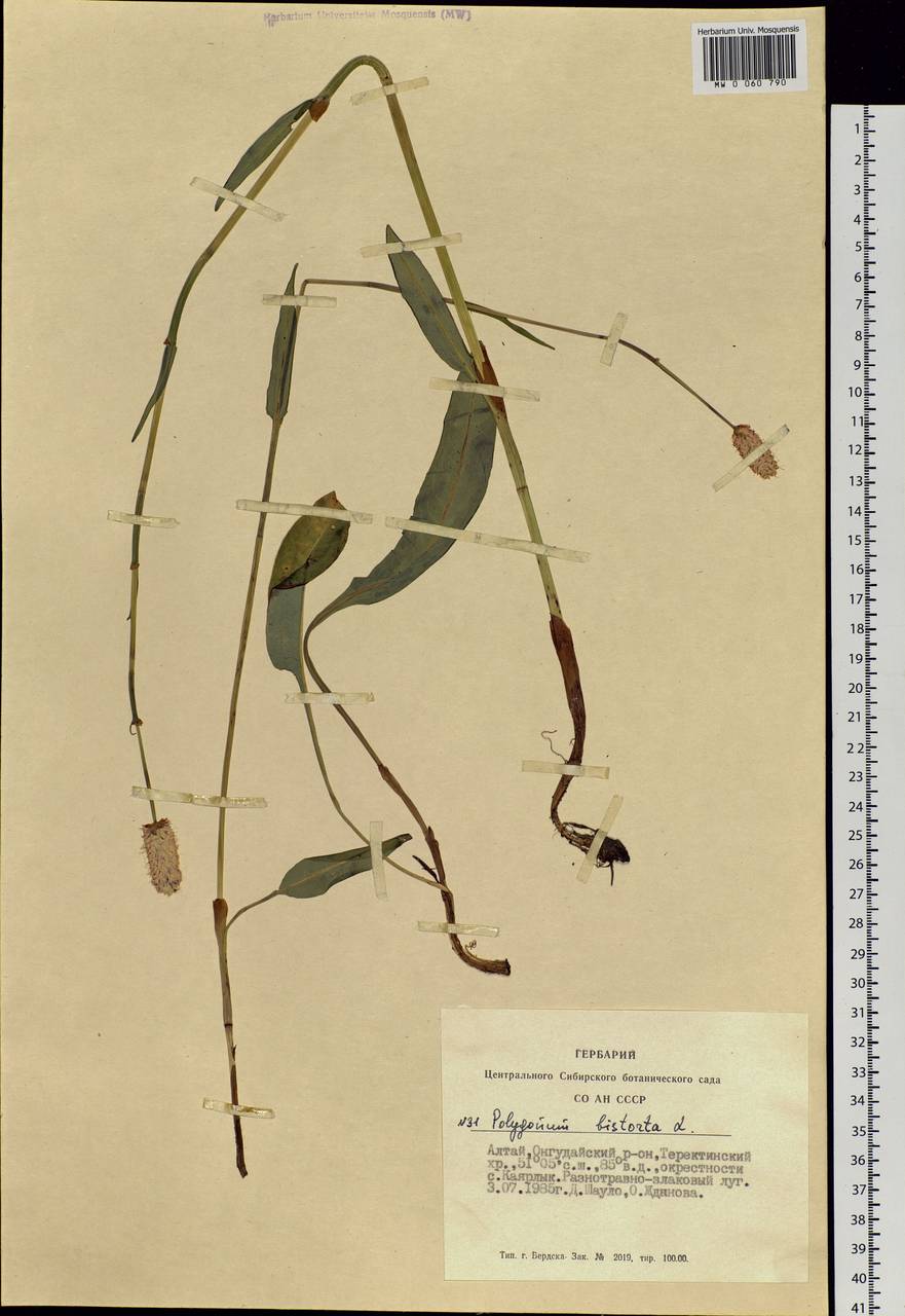 Bistorta officinalis subsp. officinalis, Siberia, Altai & Sayany Mountains (S2) (Russia)