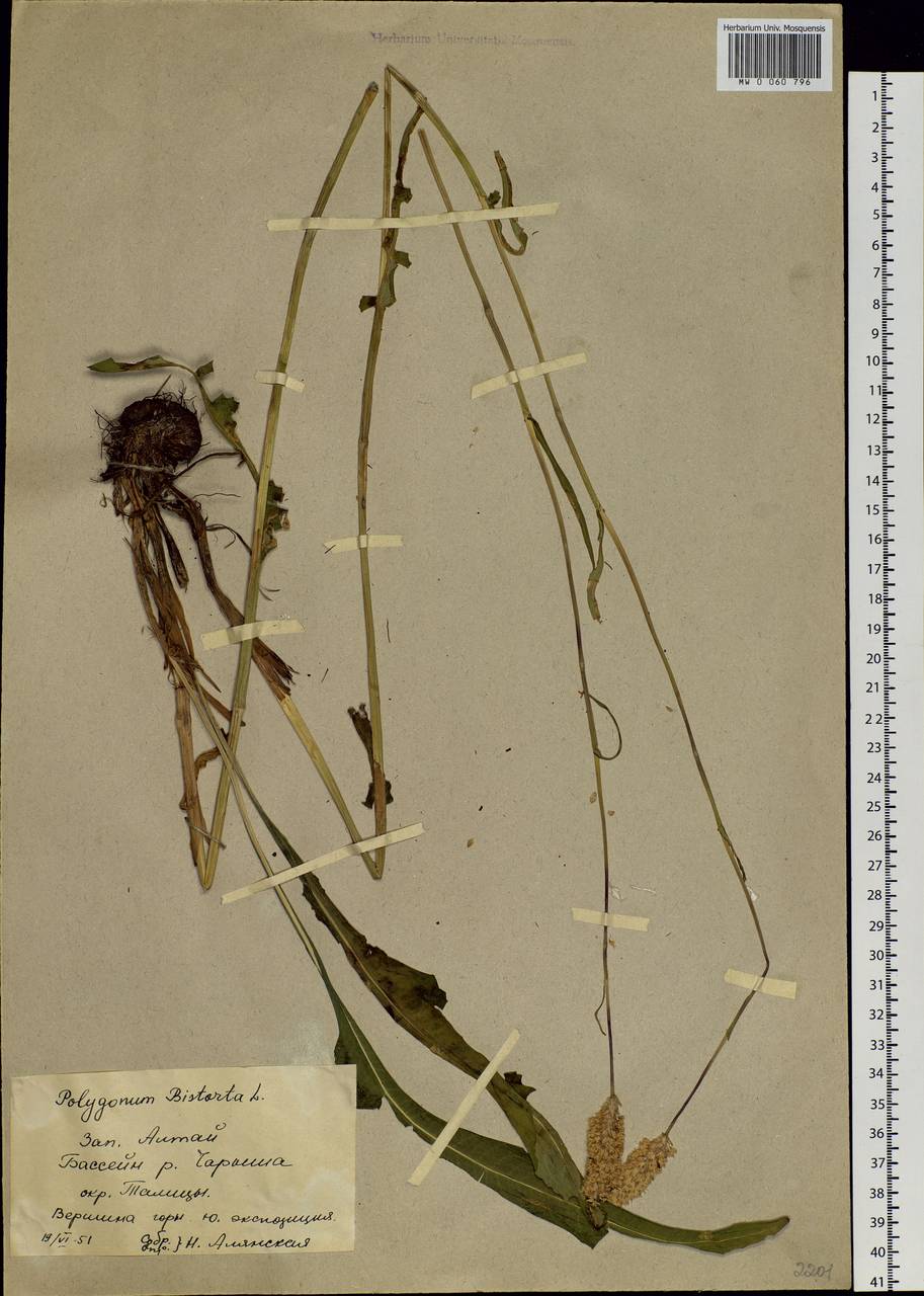 Bistorta officinalis subsp. officinalis, Siberia, Altai & Sayany Mountains (S2) (Russia)