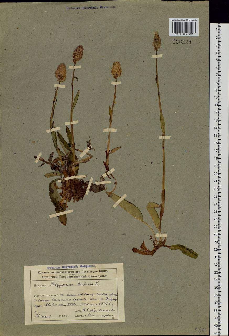 Bistorta officinalis subsp. officinalis, Siberia, Altai & Sayany Mountains (S2) (Russia)