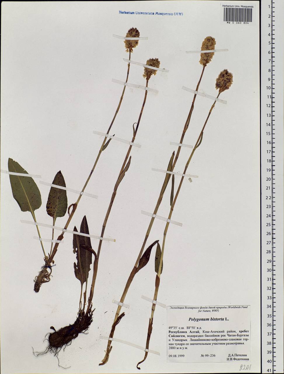 Bistorta officinalis subsp. officinalis, Siberia, Altai & Sayany Mountains (S2) (Russia)