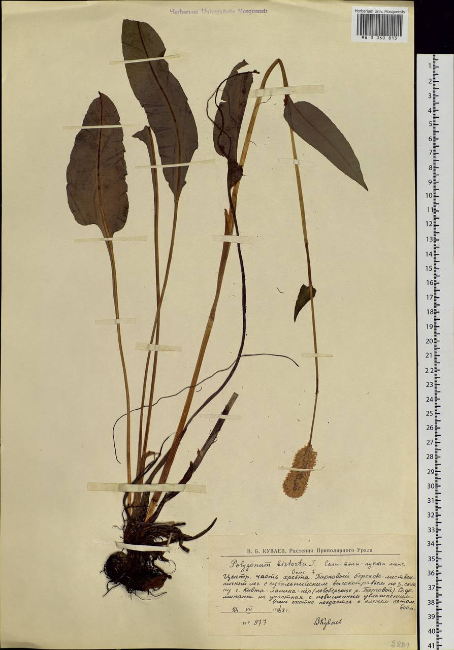 Bistorta officinalis subsp. officinalis, Eastern Europe, Northern region (E1) (Russia)