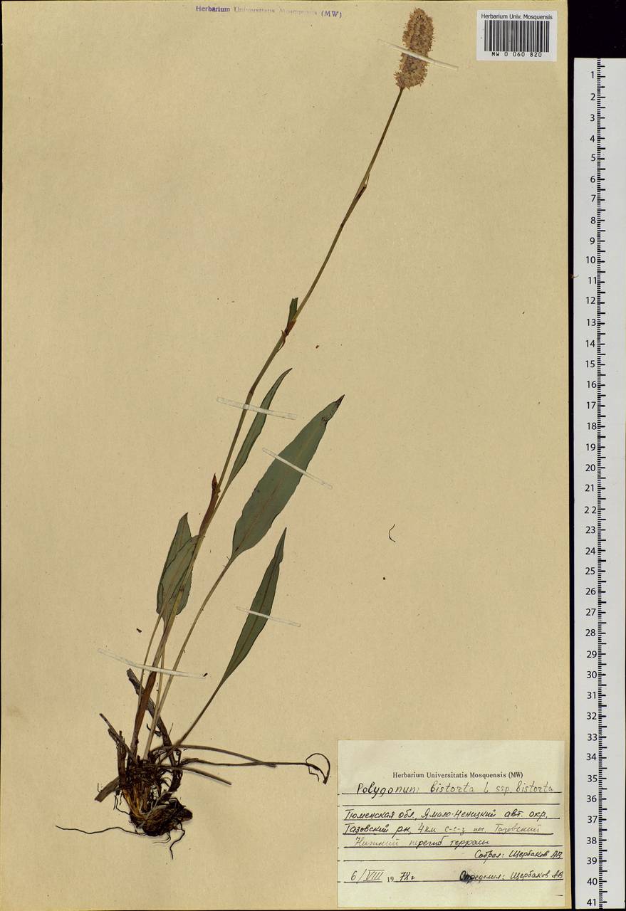 Bistorta officinalis subsp. officinalis, Siberia, Western Siberia (S1) (Russia)