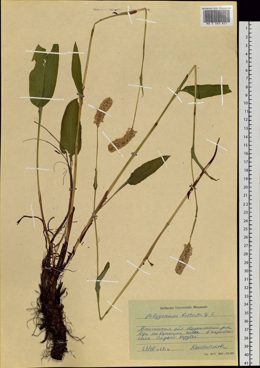 Bistorta officinalis subsp. officinalis, Siberia, Western Siberia (S1) (Russia)