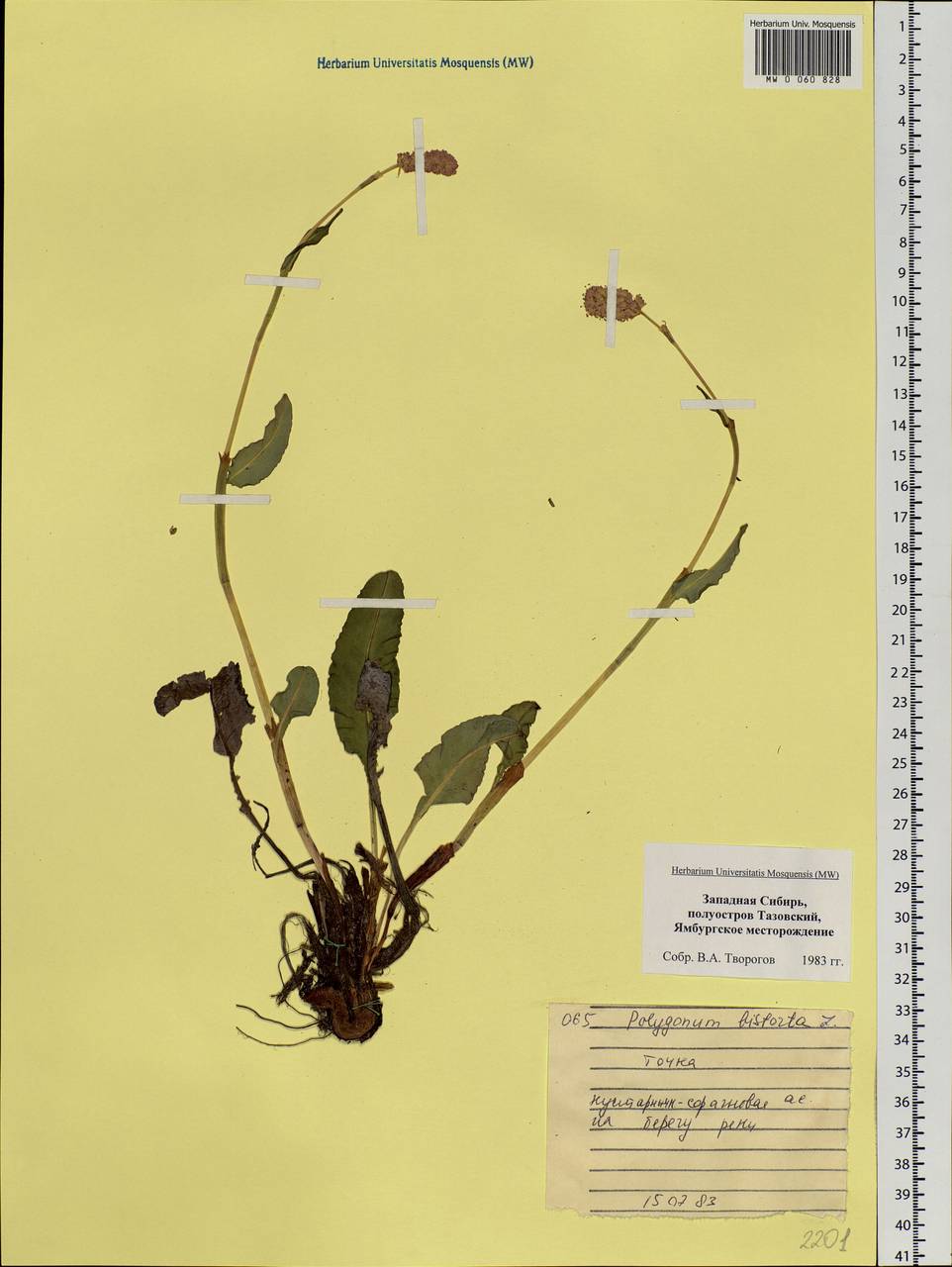 Bistorta officinalis subsp. officinalis, Siberia, Western Siberia (S1) (Russia)