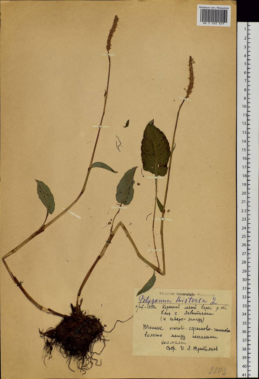Bistorta officinalis subsp. officinalis, Siberia, Western Siberia (S1) (Russia)