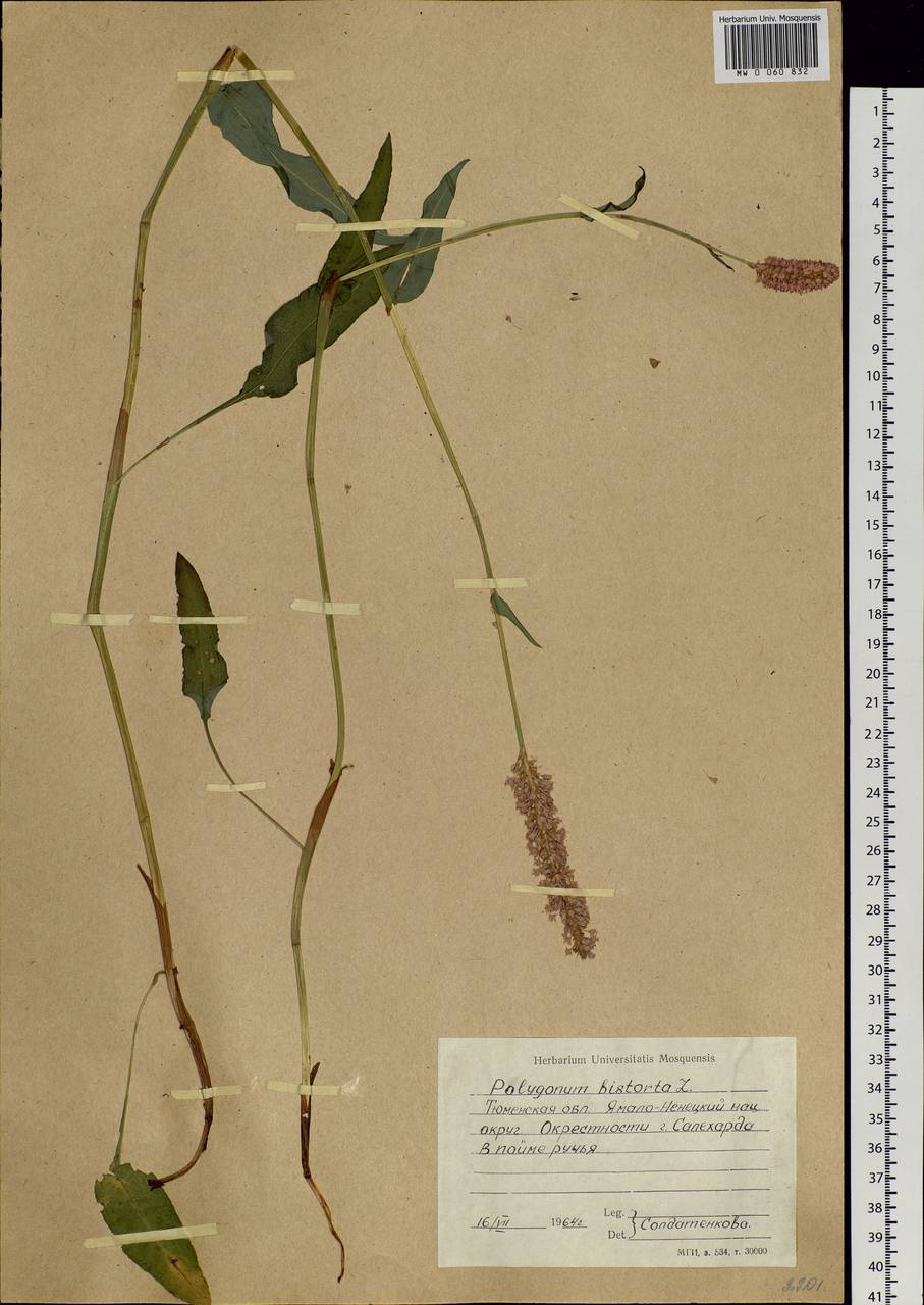 Bistorta officinalis subsp. officinalis, Siberia, Western Siberia (S1) (Russia)