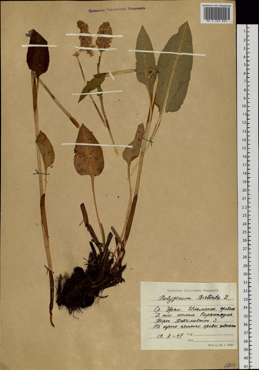 Bistorta officinalis subsp. officinalis, Siberia, Western Siberia (S1) (Russia)
