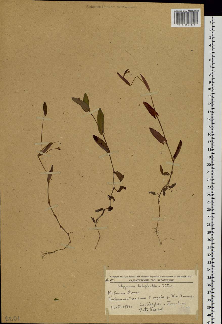 Persicaria sagittata (L.) H. Gross, Siberia, Russian Far East (S6) (Russia)