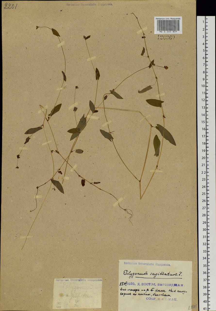 Persicaria sagittata (L.) H. Gross, Siberia, Russian Far East (S6) (Russia)